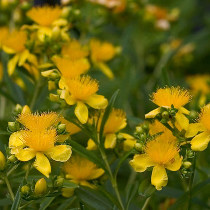 Close-up of Sunny Boulevard® St. John's Wort (Hypericum) features vibrant yellow flowers with fringed petals and prominent stamens, surrounded by lush green leaves - Photo Courtesy of Proven Winners, Inc.
