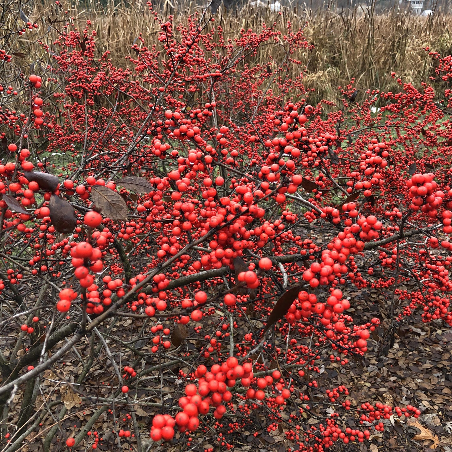 Berry Heavy® Winterberry Holly (Ilex) - Photo Property of Garden Crossings LLC