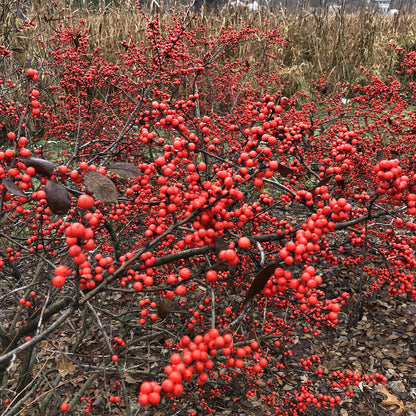 Berry Heavy® Winterberry Holly (Ilex) - Photo Property of Garden Crossings LLC