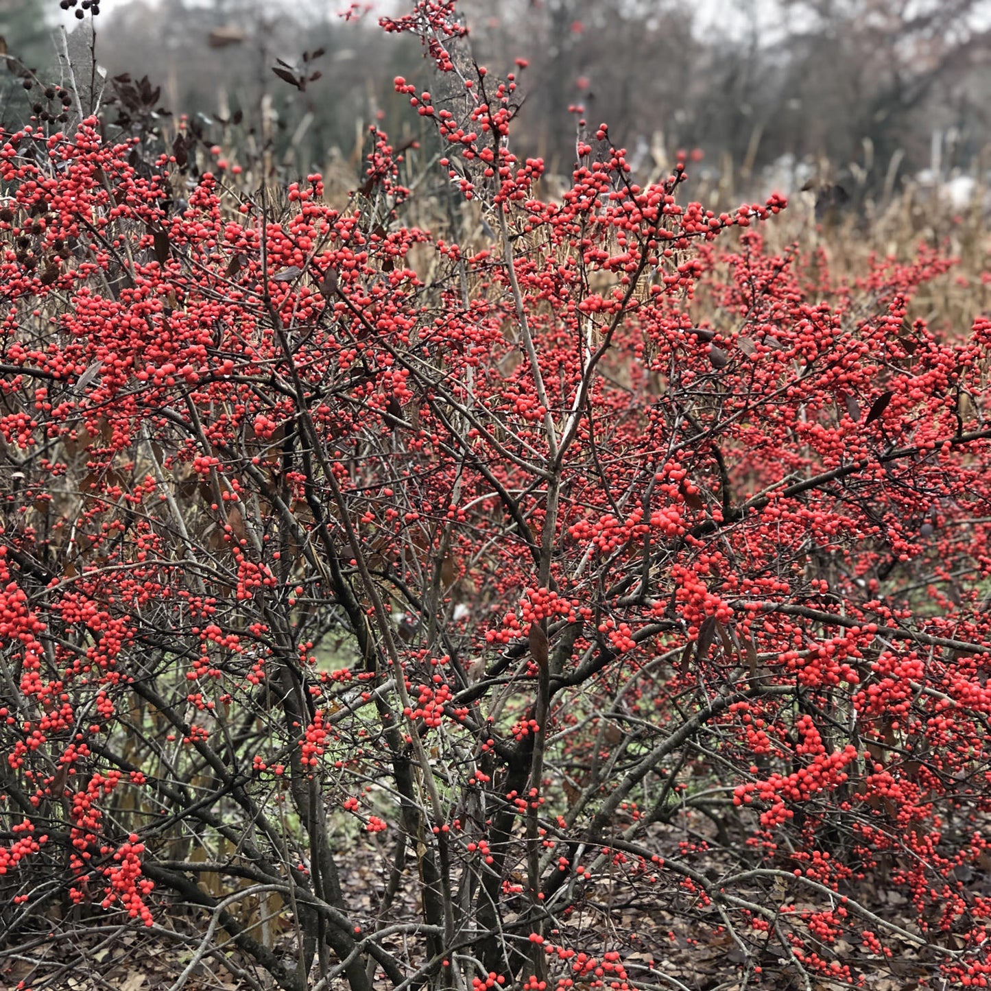 Berry Heavy® Winterberry Holly (Ilex) - Photo Property of Garden Crossings LLC