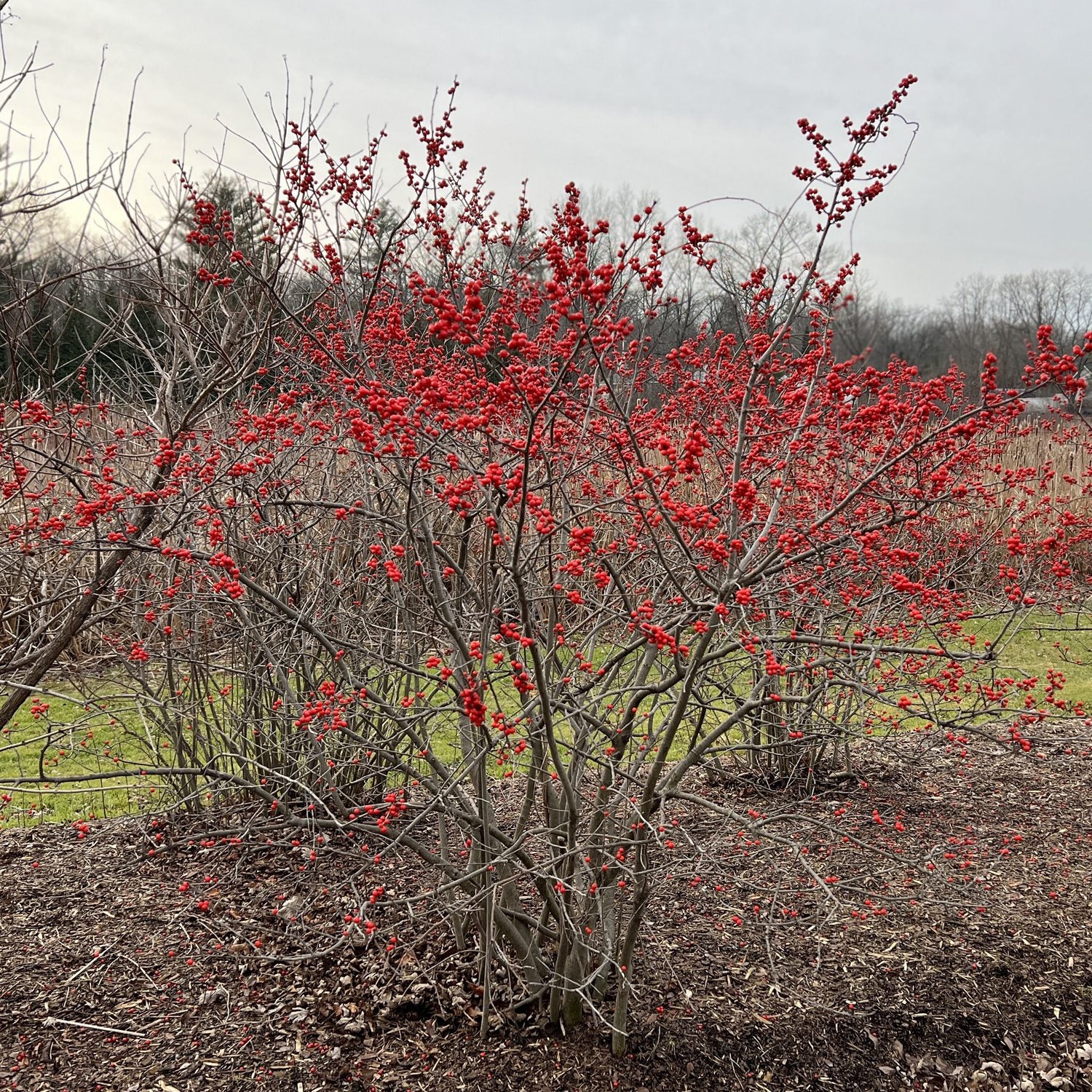Berry Heavy® Winterberry Holly (Ilex) - Photo Property of Garden Crossings LLC