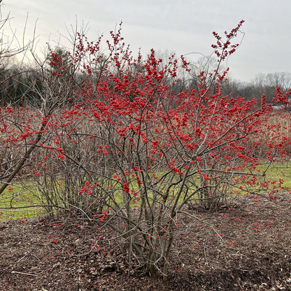 Berry Heavy® Winterberry Holly (Ilex) - Photo Property of Garden Crossings LLC