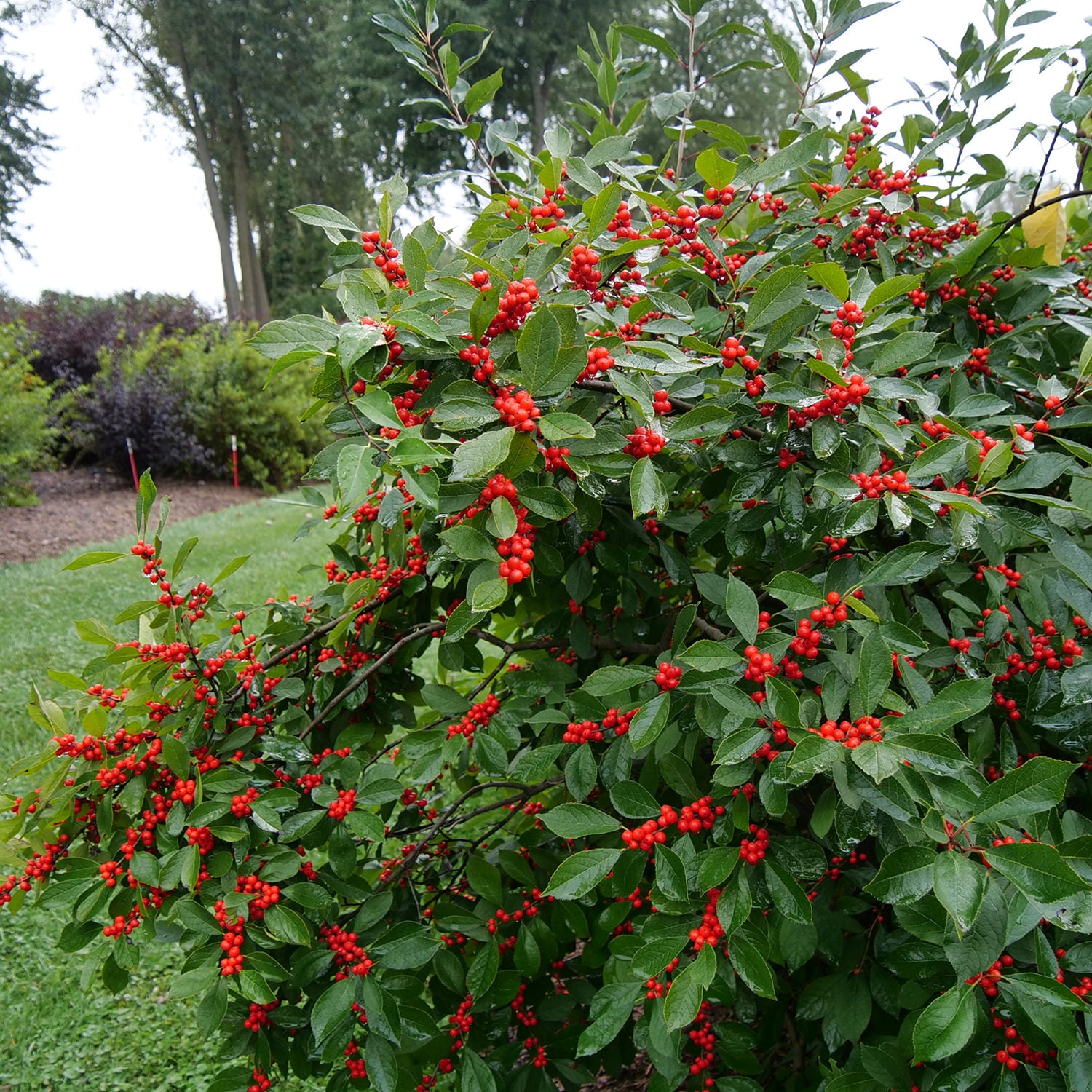 Berry Heavy® Winterberry Holly (Ilex) - Photo Courtesy of Proven Winners, Inc.