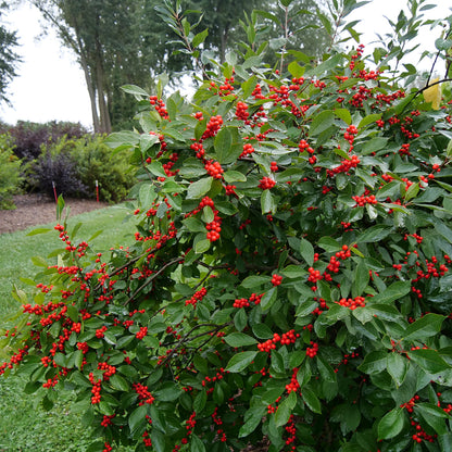 Berry Heavy® Winterberry Holly (Ilex) - Photo Courtesy of Proven Winners, Inc.