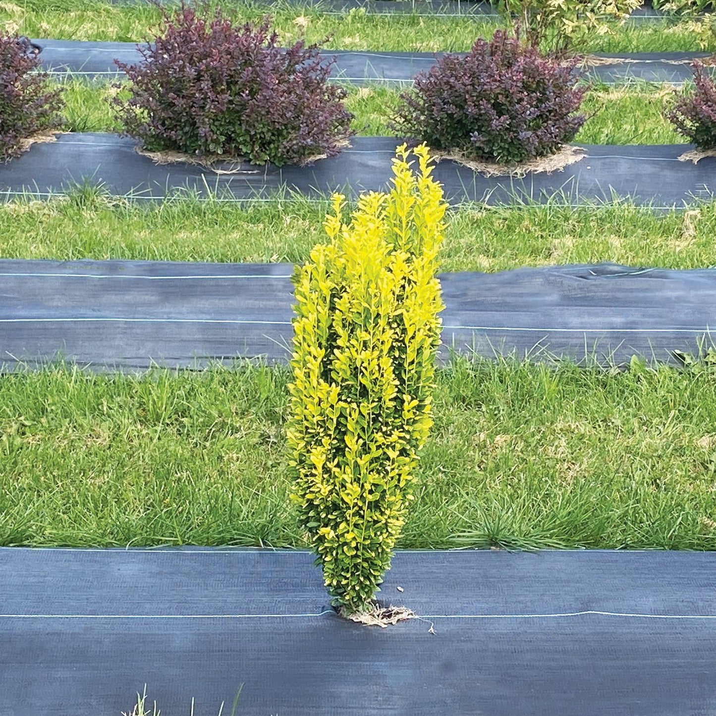 Glow Stick® Japanese Holly (Ilex) - Photo Courtesy of Proven Winners, Inc.