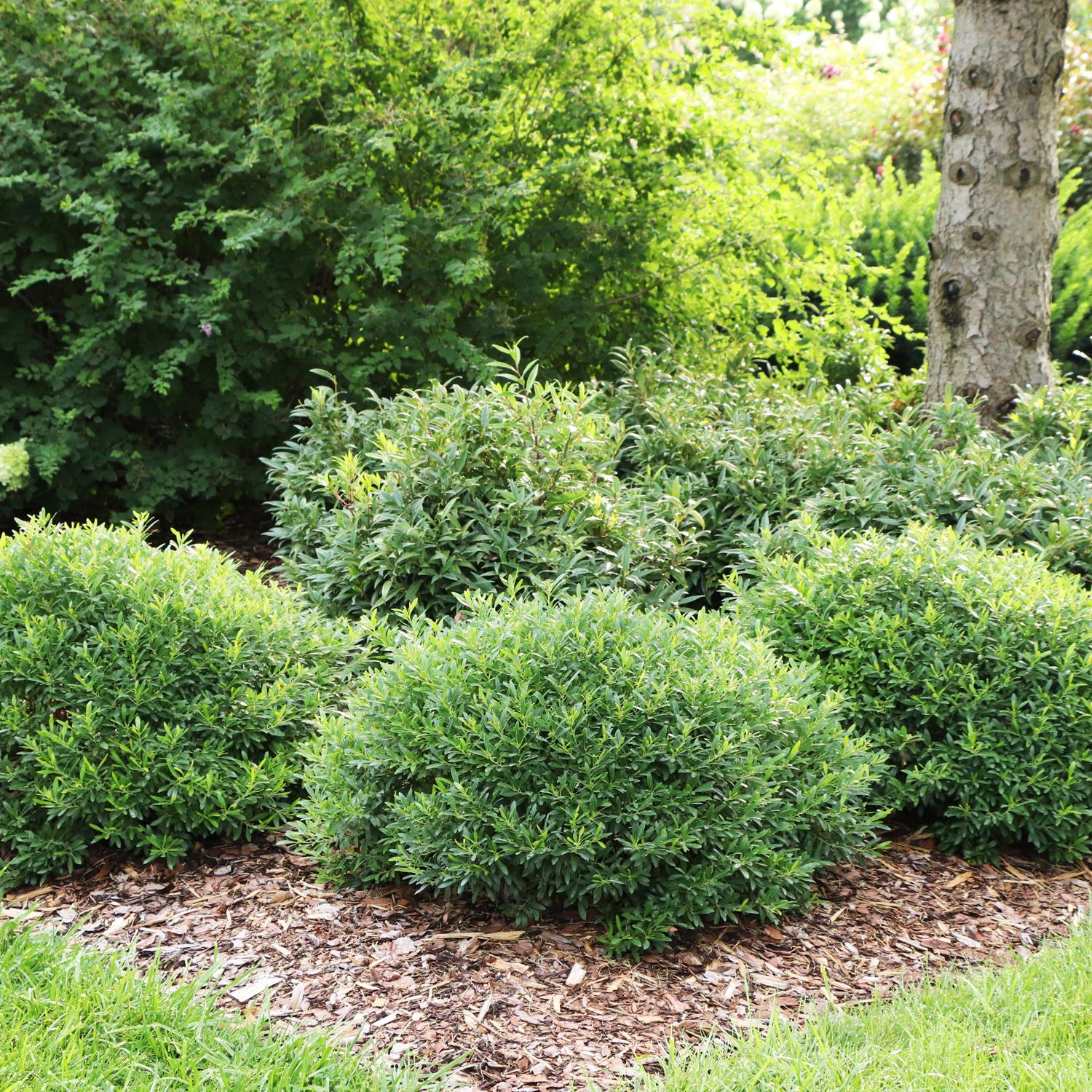 Gem Box Prime™ Inkberry Holly (Ilex) - Photo Courtesy of Proven Winners, Inc.