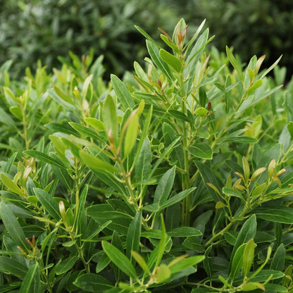 Gem Box Prime™ Inkberry Holly (Ilex) - Photo Courtesy of Proven Winners, Inc.