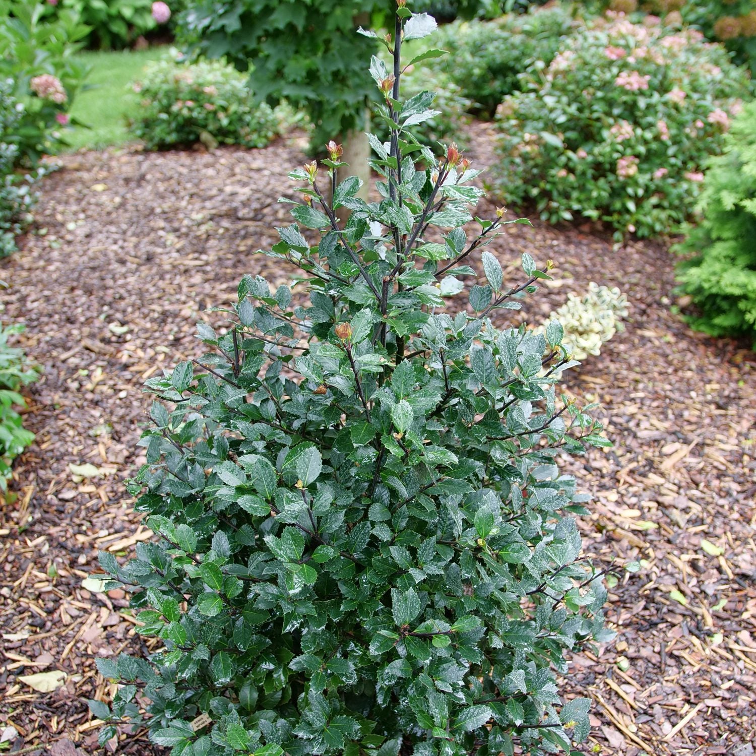 Castle Rouge® Blue Holly (Ilex) - Photo Courtesy of Proven Winners, Inc.