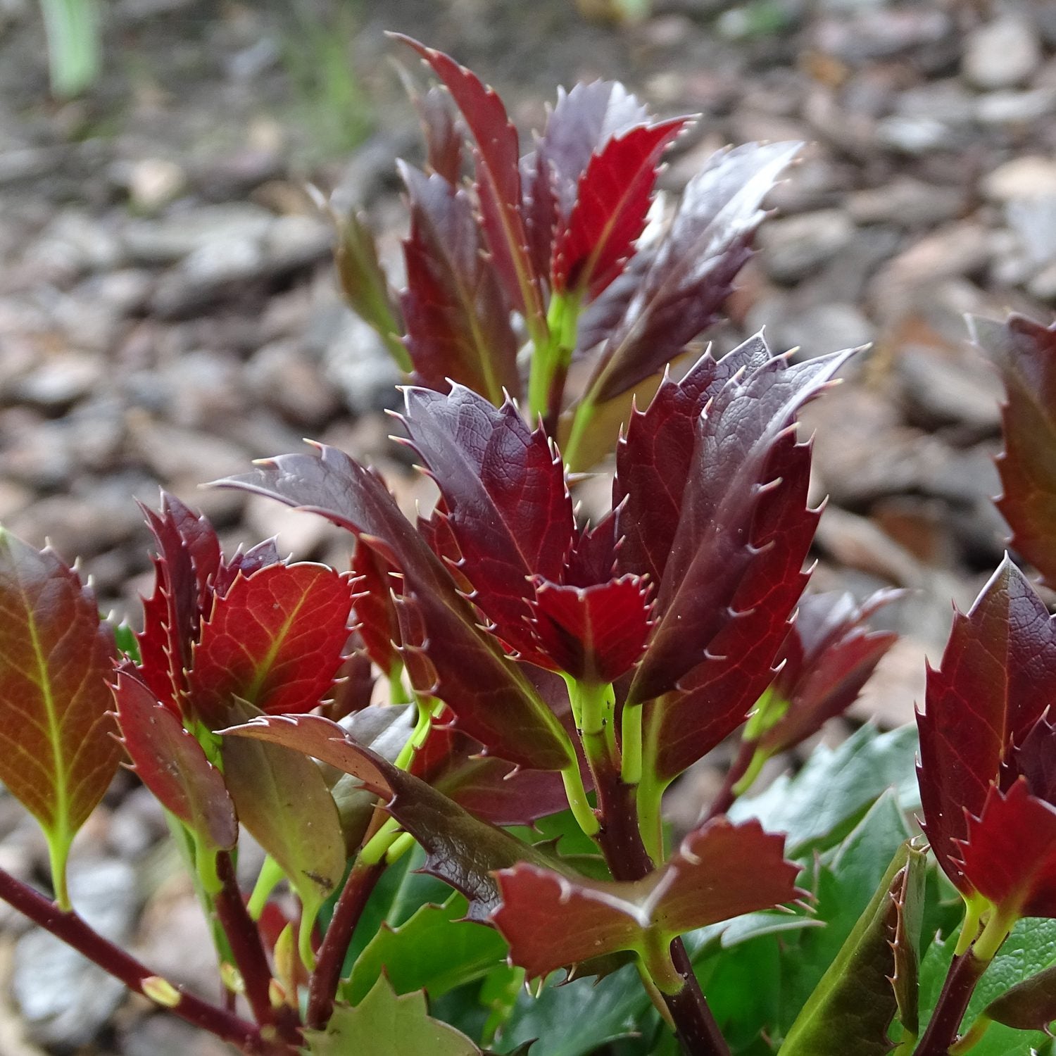 Castle Rouge® Blue Holly (Ilex) - Photo Courtesy of Proven Winners, Inc.