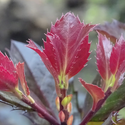 Castle Rouge® Blue Holly (Ilex) - Photo Courtesy of Proven Winners, Inc.