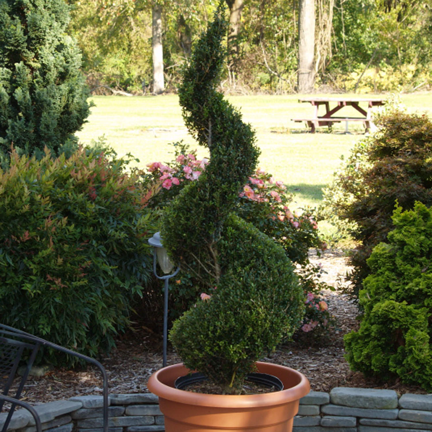 Sky Box® Japanese Holly | Architectural Evergreen