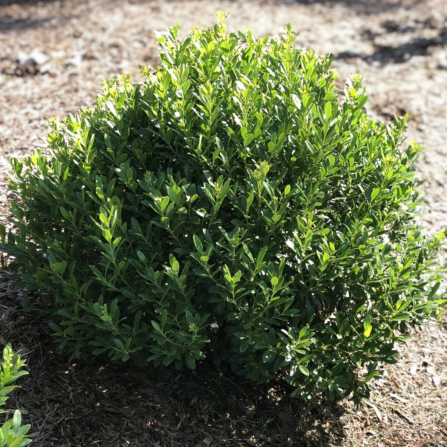 Strong Box® Inkberry Holly (Ilex) is a round, green evergreen shrub with dense, glossy leaves growing in brown mulch under sunlight - Photo Property of Garden Crossings LLC