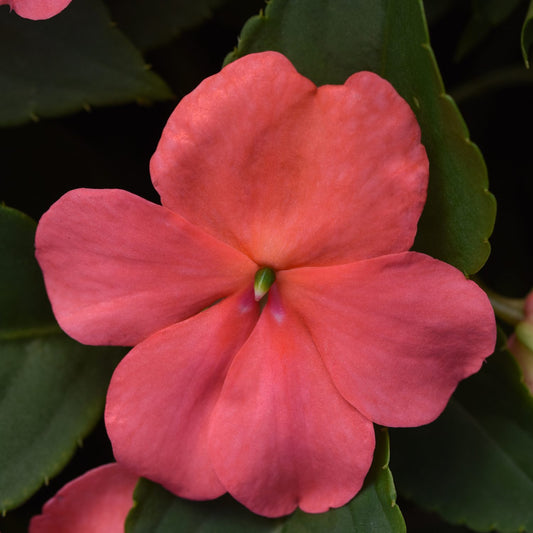 Beacon® Coral Walleriana Impatiens - Photo Courtesy of Ball Horticulure, Inc.
