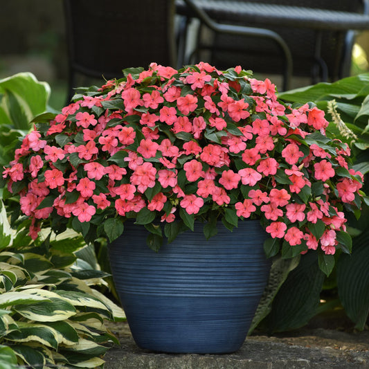 Beacon® Coral Walleriana Impatiens - Photo Courtesy of Ball Horticulure, Inc.