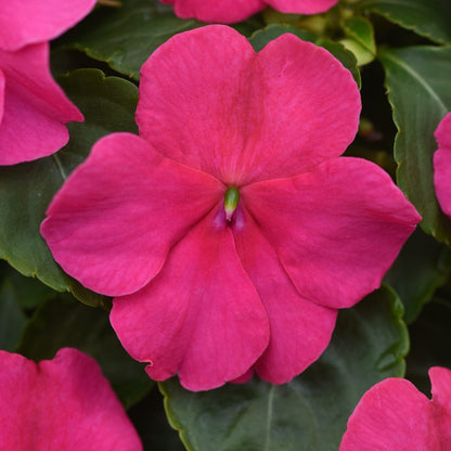 Close-up of a single Beacon® Rose Walleriana Impatiens showing vibrant pink petals and a green center, surrounded by dark green leaves - Photo Courtesy of Ball Horticulture, Inc.