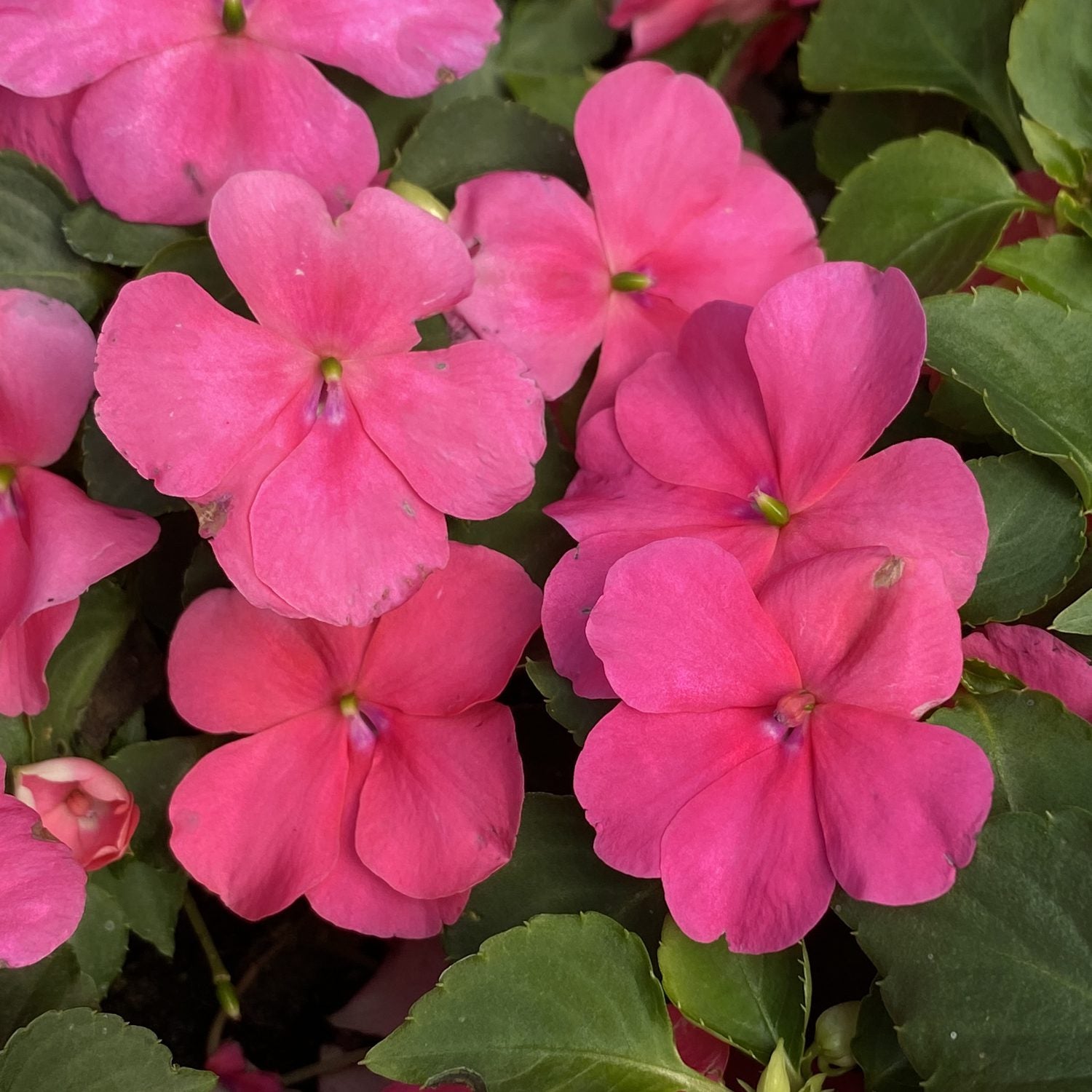 Bright pink Beacon® Rose Walleriana Impatiens feature broad, overlapping petals, dense blooms, and lush green leaves - Photo Property of Garden Crossings LLC.