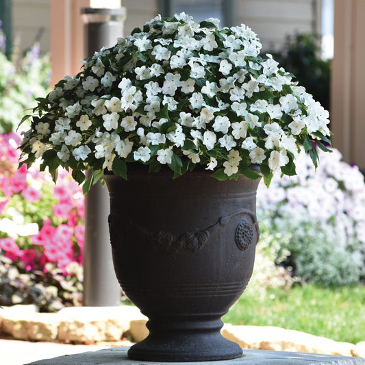 Beacon® White Walleriana Impatiens - Photo Courtesy of Ball Horticulure, Inc.