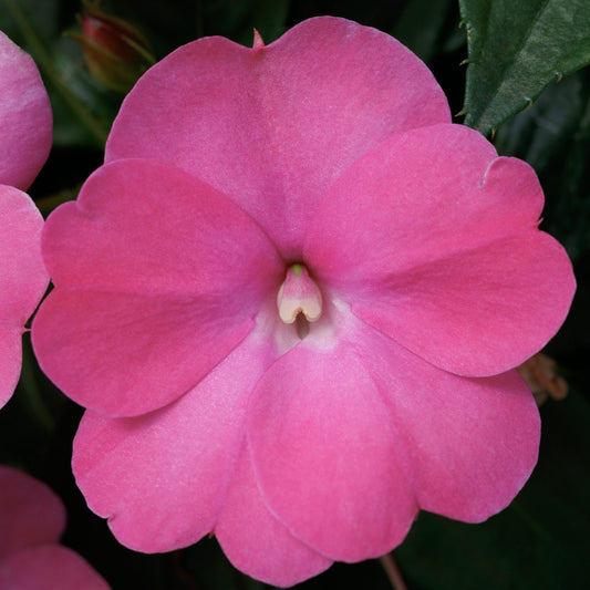 Sunpatiens® Compact Hot Pink Impatiens - Photo Courtesy of Ball Horticulure, Inc.