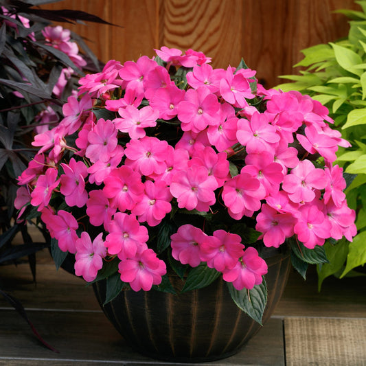 Sunpatiens® Compact Hot Pink Impatiens - Photo Courtesy of Ball Horticulure, Inc.