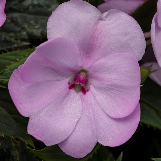 Sunpatiens® Compact Orchid Blush Impatiens - Photo Courtesy of Ball Horticulure, Inc.