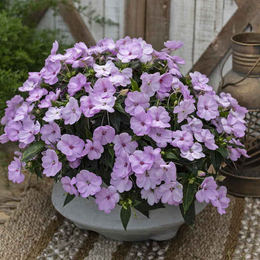 Sunpatiens® Compact Orchid Blush Impatiens - Photo Courtesy of Ball Horticulure, Inc.