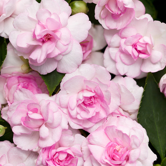 Rockapulco® Appleblossom Double Impatiens - Photo Courtesy of Proven Winners, Inc.