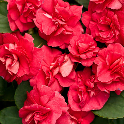 Rockapulco® Red Double Impatiens - Photo Courtesy of Proven Winners, Inc.