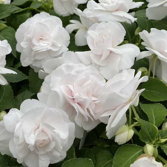 Rockapulco® White Double Impatiens - Photo Property of Garden Crossings LLC