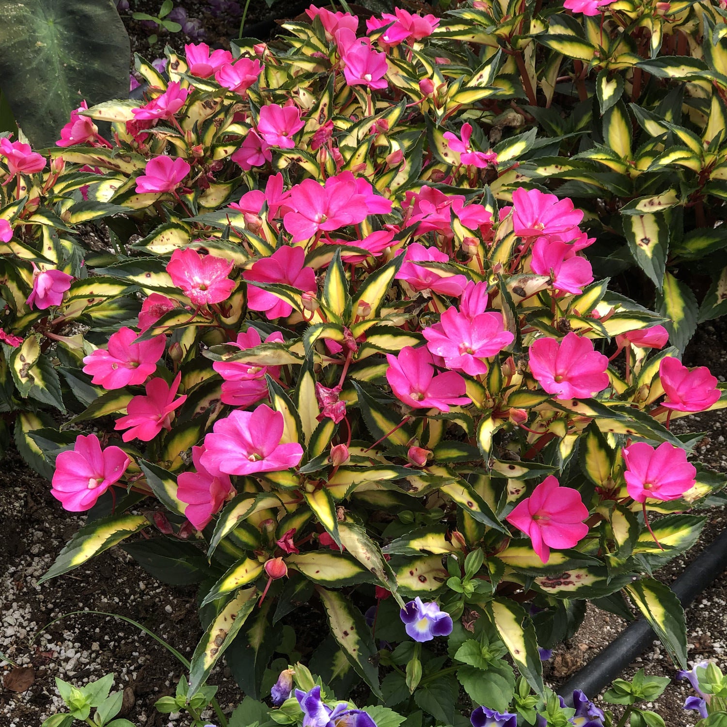 Sunpatiens® Compact Tropical Rose Impatiens - Photo Property of Garden Crossings LLC