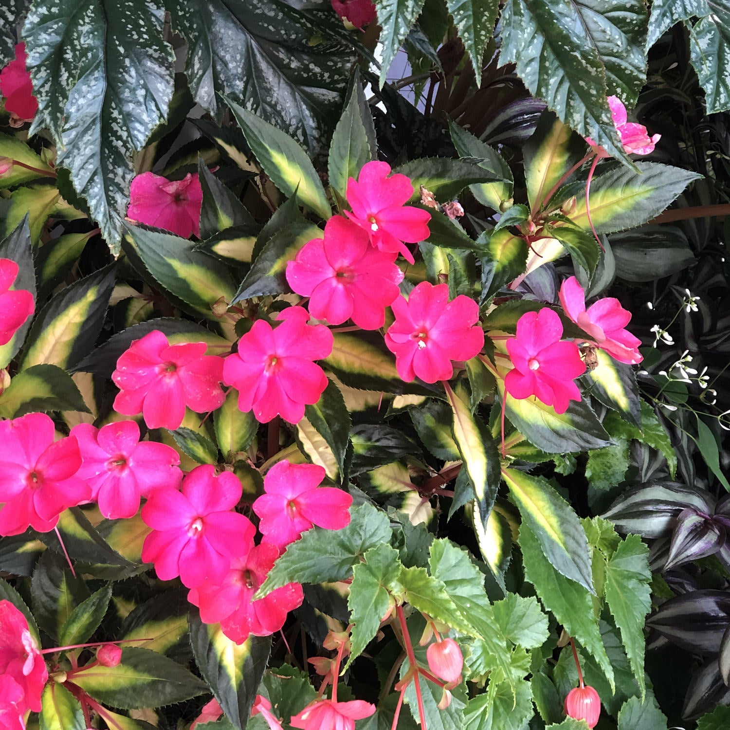 Sunpatiens® Compact Tropical Rose Impatiens - Photo Property of Garden Crossings LLC