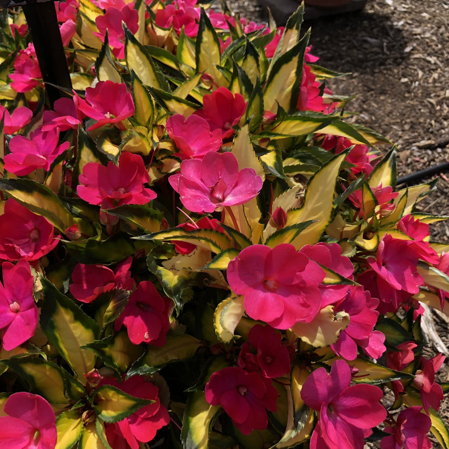 Sunpatiens® Compact Tropical Rose Impatiens - Photo Property of Garden Crossings LLC