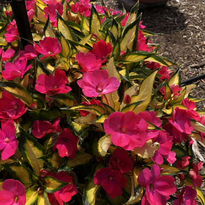 Sunpatiens® Compact Tropical Rose Impatiens - Photo Property of Garden Crossings LLC