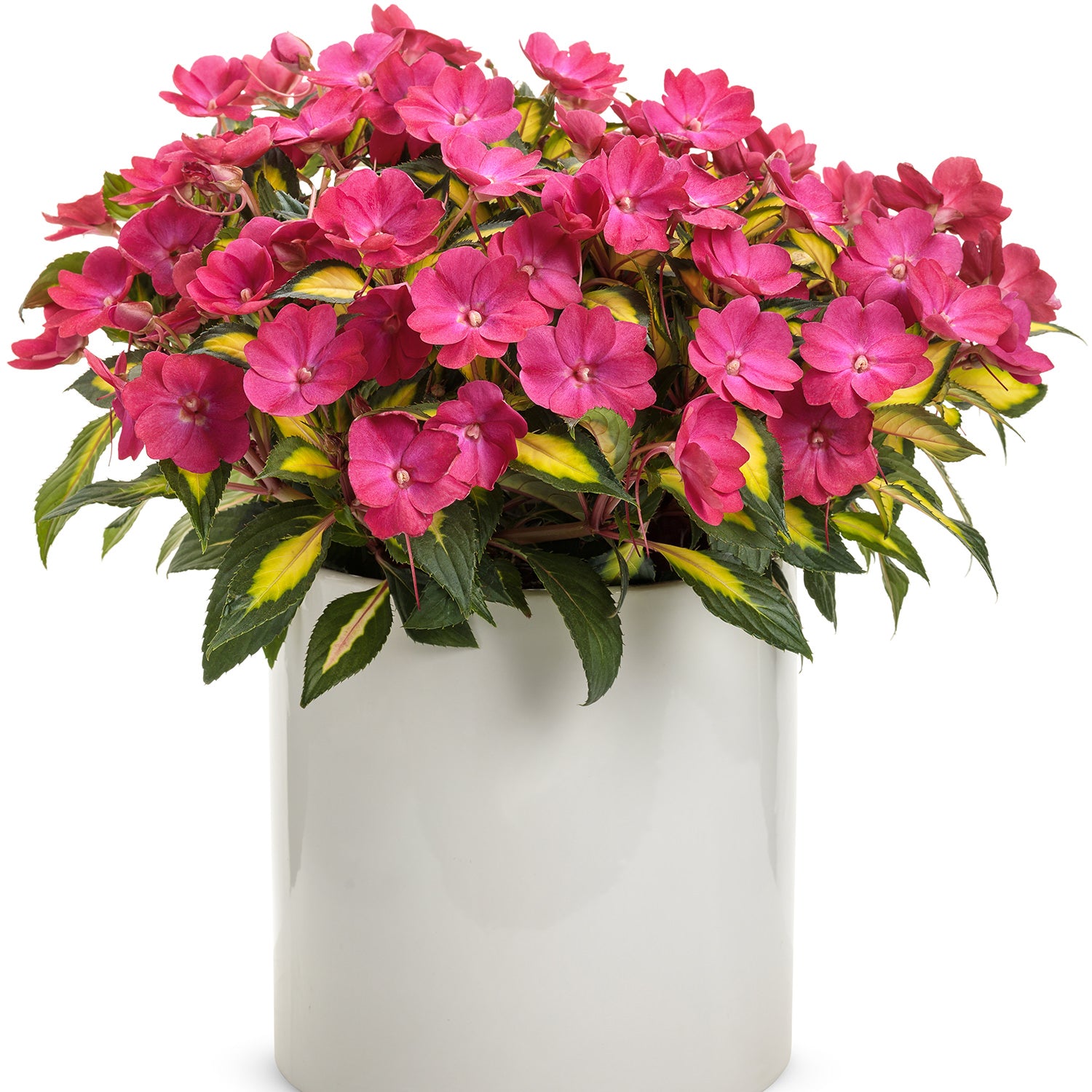 Sunpatiens® Compact Tropical Rose Impatiens - Photo Courtesy of Proven Winners, Inc.