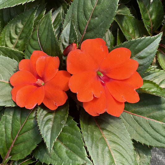 Sunpatiens® Compact Orange Impatiens - Photo Property of Garden Crossings LLC