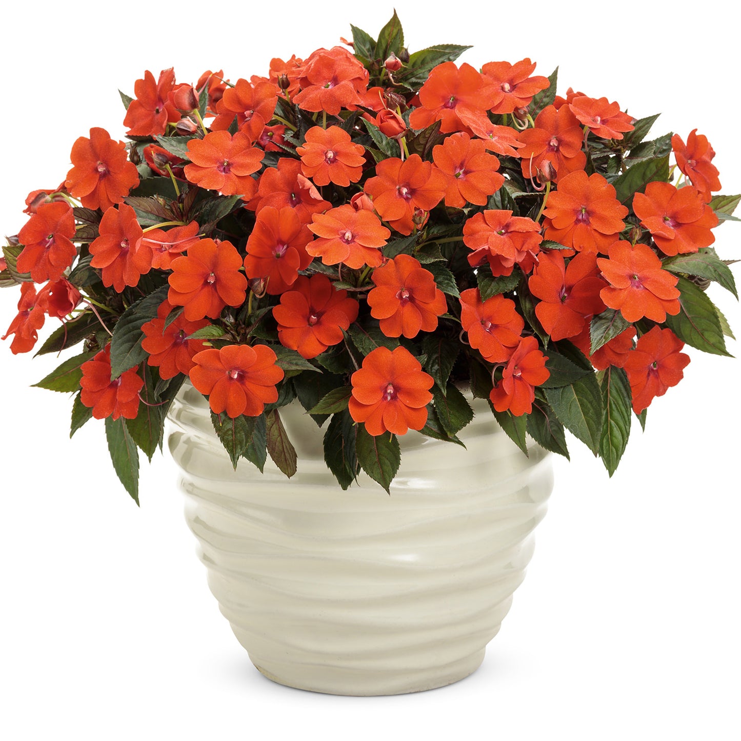 Sunpatiens® Compact Orange Impatiens - Photo Courtesy of Proven Winners, Inc.