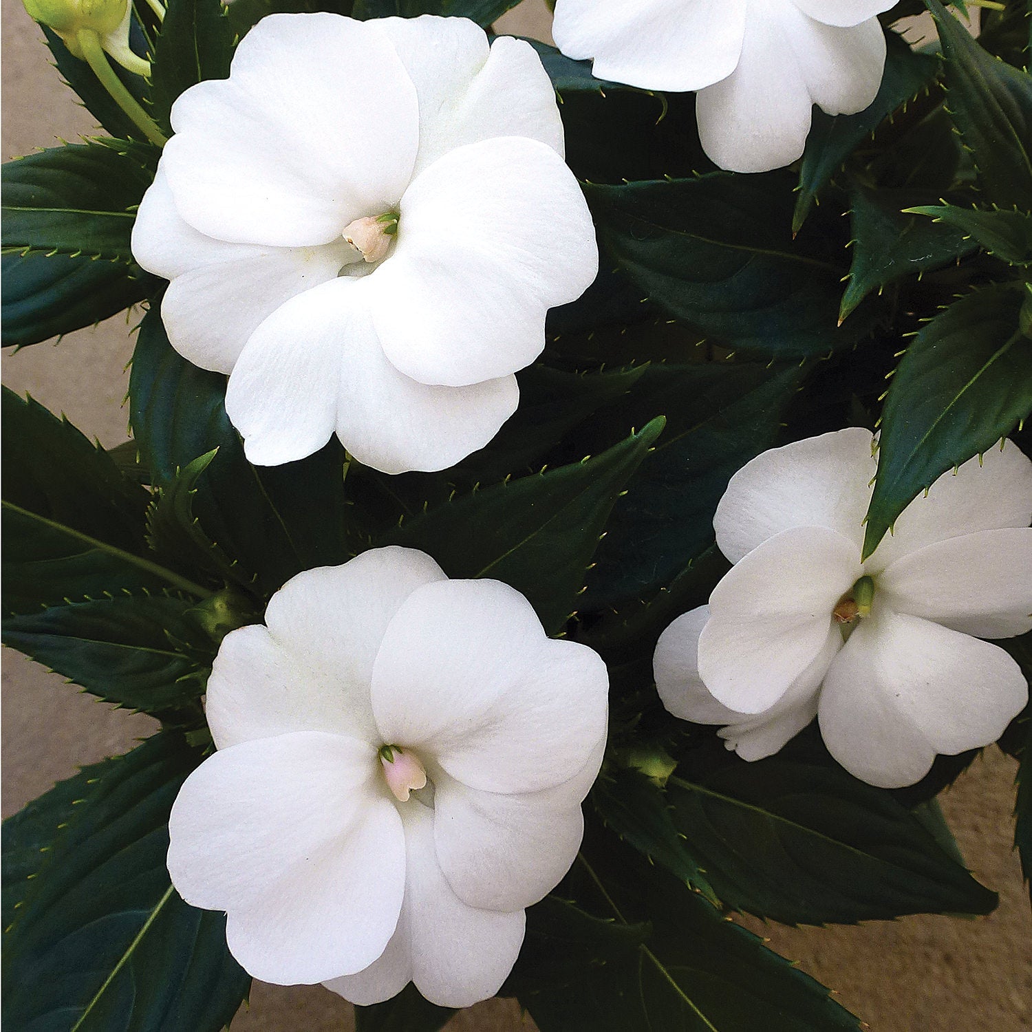 Proven Selections SunPatiens Impatiens - Thumbnail 5
