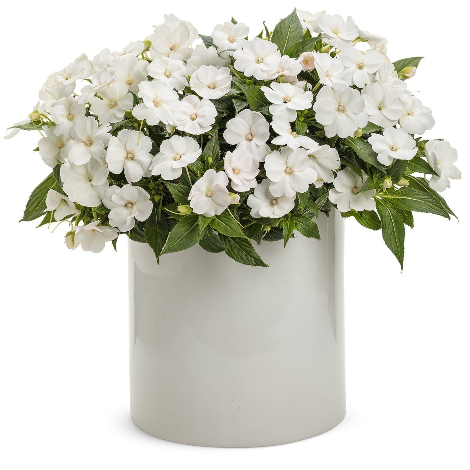 Proven Selections SunPatiens Impatiens - Thumbnail 3