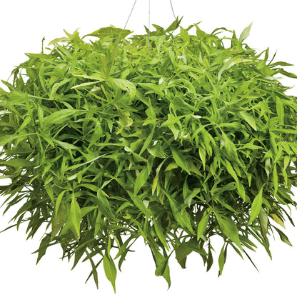 A lush hanging basket with dense, vibrant chartreuse foliage of Illusion® Emerald Lace Sweet Potato Vine (Ipomoea), featuring long, narrow, pointed leaves displayed beautifully against a white background - Photo Courtesy of Proven Winners, Inc. Decorative pot not included.