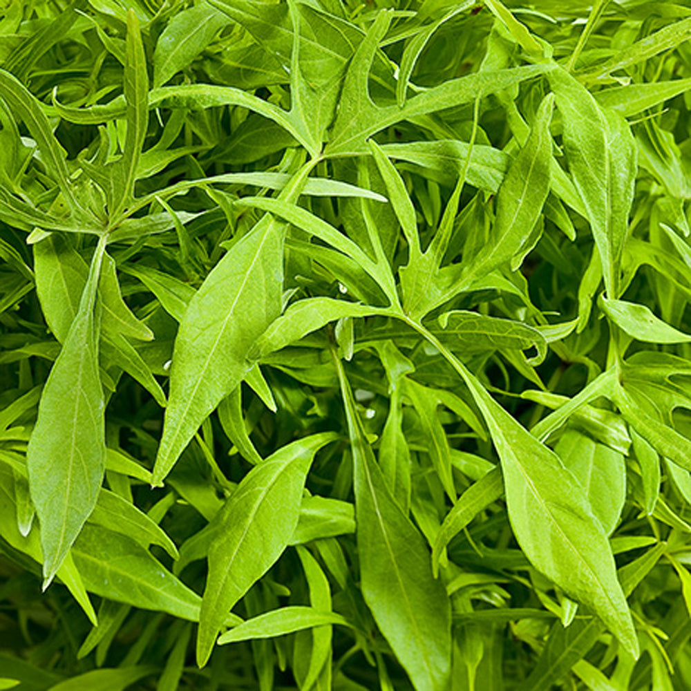 A close-up of fresh, green tarragon leaves, densely layered with slender, pointed shapes and smooth edges, resembling the chartreuse foliage of Illusion® Emerald Lace Sweet Potato Vine (Ipomoea) - Photo Courtesy of Proven Winners, Inc.