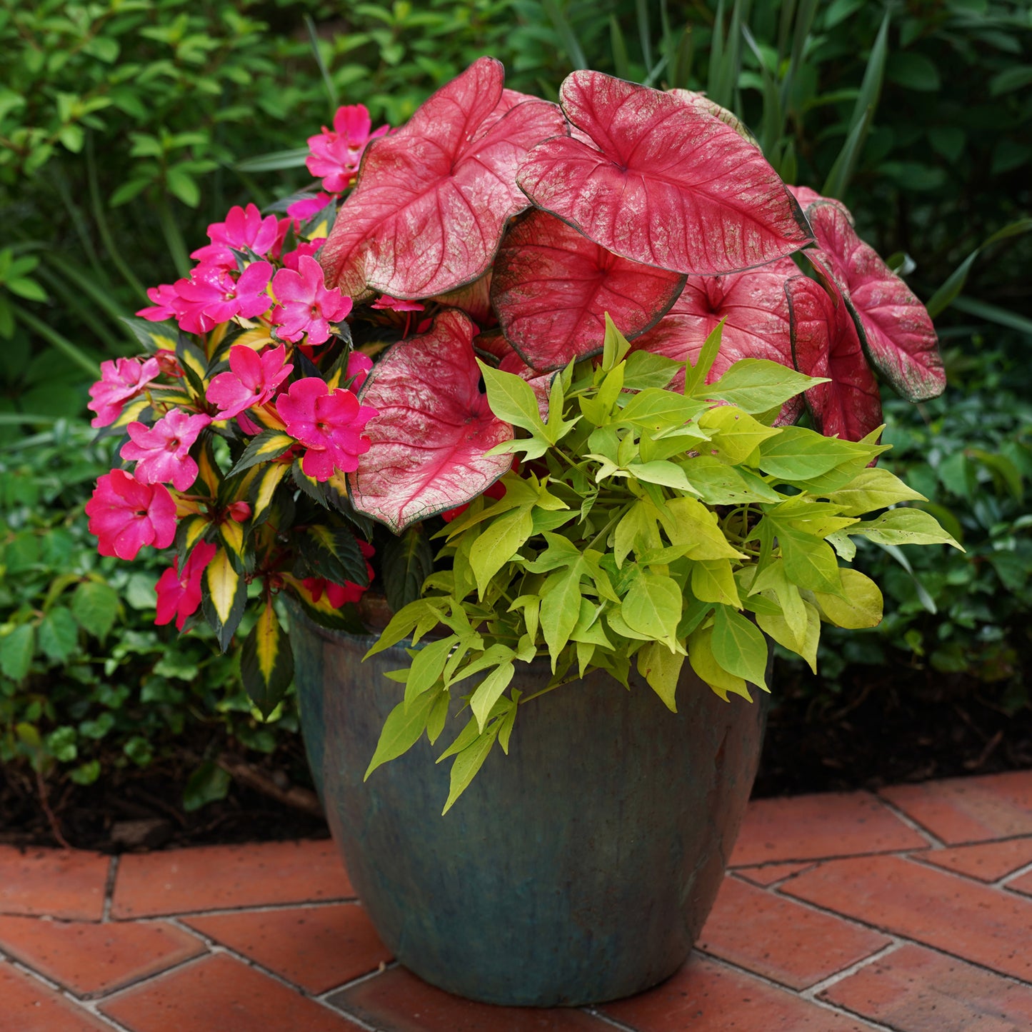 A blue pot features pink flowers, large pink and green caladium leaves, and Illusion® Emerald Lace Sweet Potato Vine, on a brick patio with greenery in the background - Photo Courtesy of Proven Winners, Inc. Decorative pot not included.