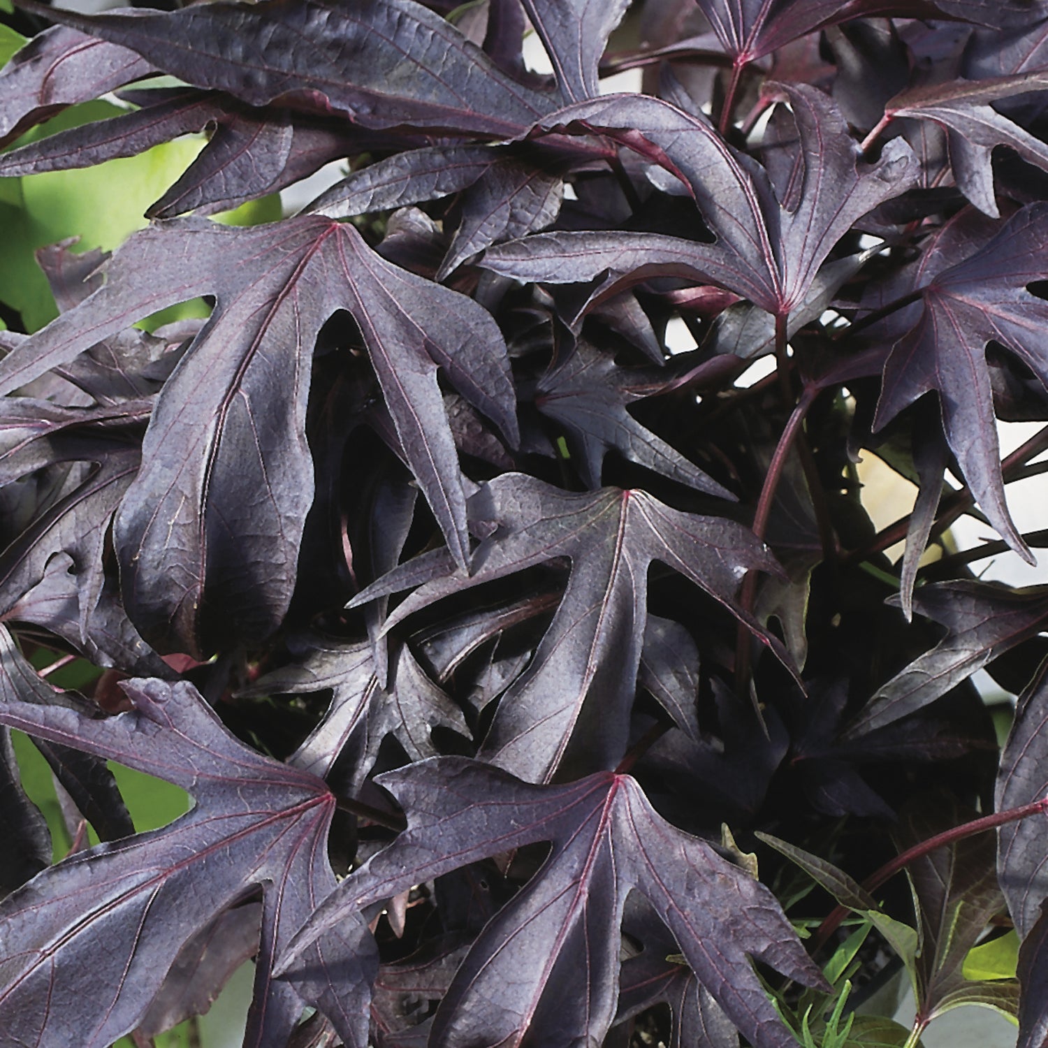 Illusion® Midnight Lace Sweet Potato Vine (Ipomoea) - Photo Courtesy of Proven Winners, Inc.