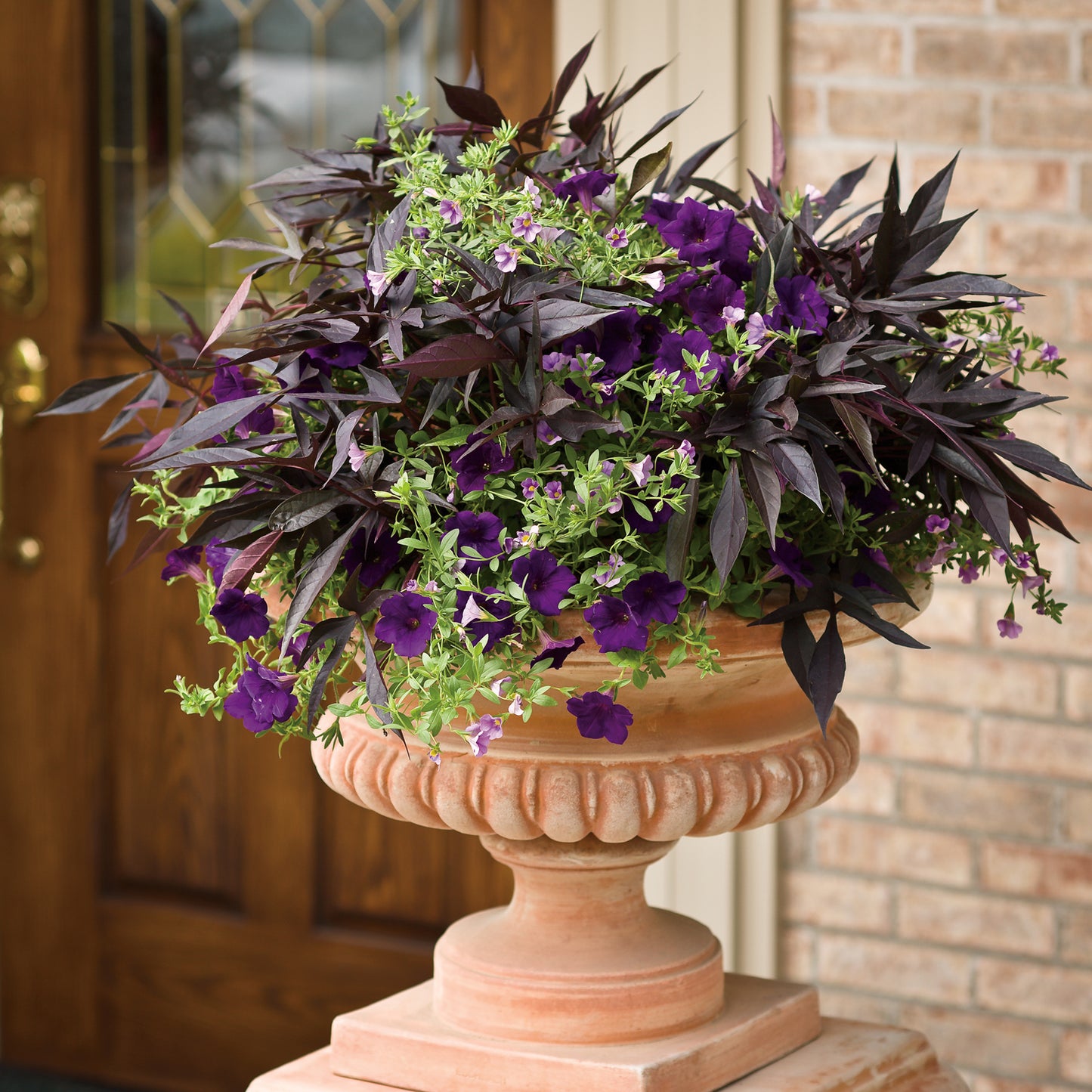 Illusion® Midnight Lace Sweet Potato Vine (Ipomoea) - Photo Courtesy of Proven Winners, Inc.