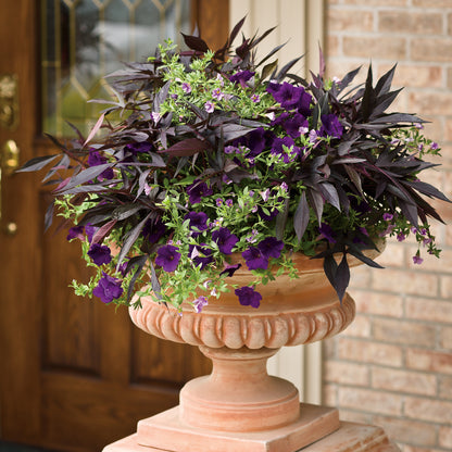 Illusion® Midnight Lace Sweet Potato Vine (Ipomoea) - Photo Courtesy of Proven Winners, Inc.