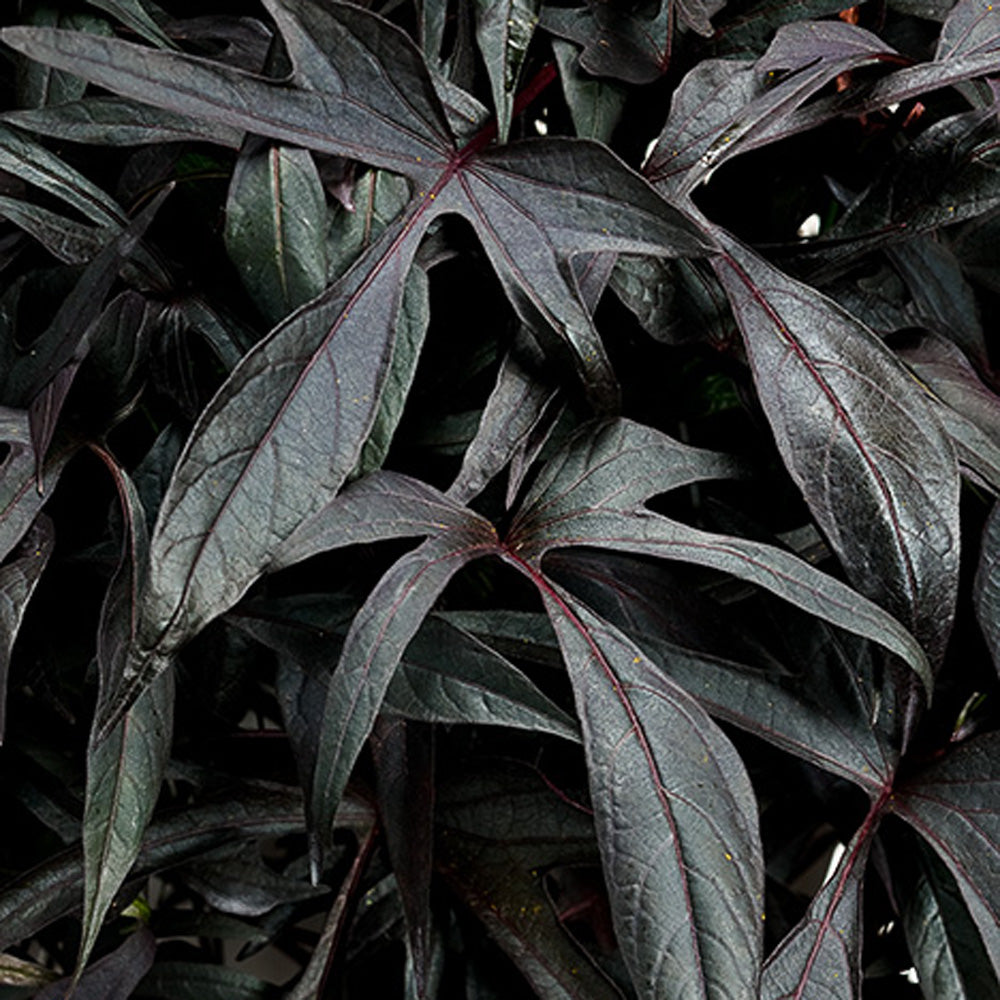 Illusion® Midnight Lace Sweet Potato Vine (Ipomoea) - Photo Courtesy of Proven Winners, Inc.