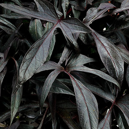 Illusion® Midnight Lace Sweet Potato Vine (Ipomoea) - Photo Courtesy of Proven Winners, Inc.