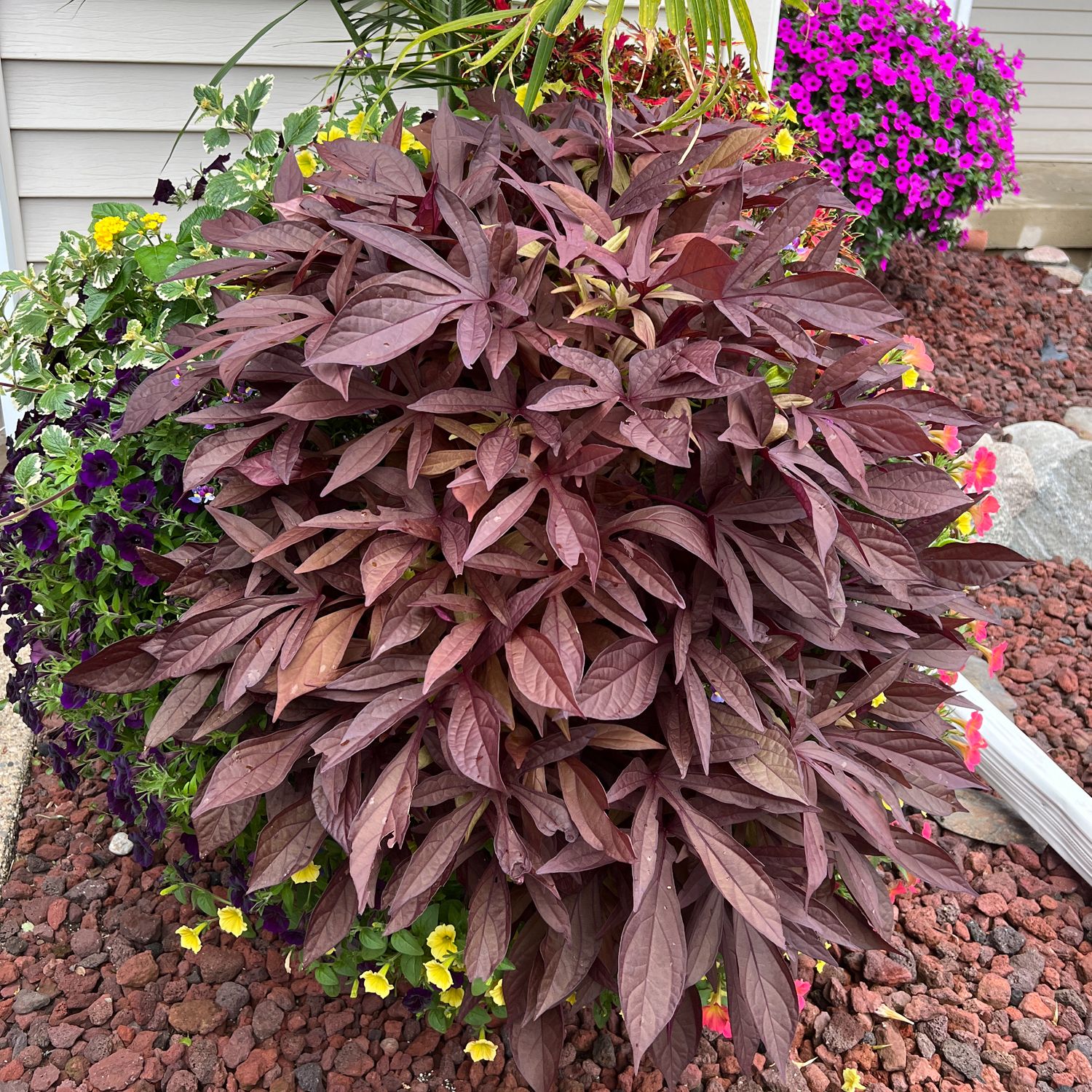 An Illusion® Penny Lace™ Ornamental Sweet Potato Vine with dark purple, elongated leaves is set among yellow, purple, and bright pink flowers in a mulched garden bed beside a beige-sided house - Photo Property of Garden Crossings LLC.