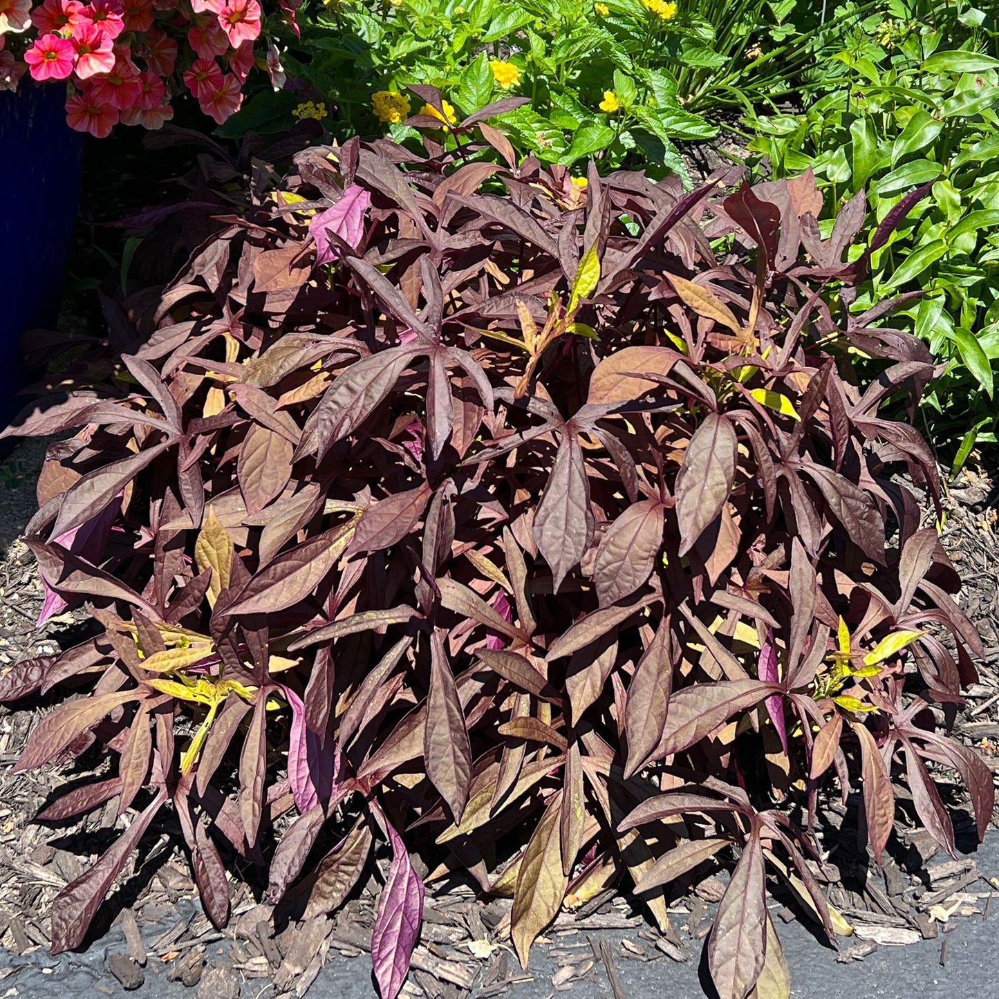 A dense cluster of Illusion® Penny Lace™ Ornamental Sweet Potato Vine (Ipomoea) with dark purple, narrow leaves grows in a mulched garden bed, accented by pink and yellow flowers and illuminated by sunlight - Photo Property of Garden Crossings LLC.