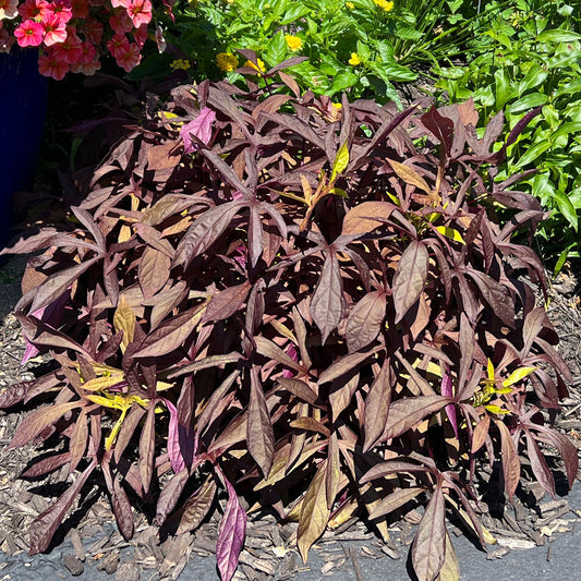 A dense cluster of Illusion® Penny Lace™ Ornamental Sweet Potato Vine (Ipomoea) with dark purple, narrow leaves grows in a mulched garden bed, accented by pink and yellow flowers and illuminated by sunlight - Photo Property of Garden Crossings LLC.