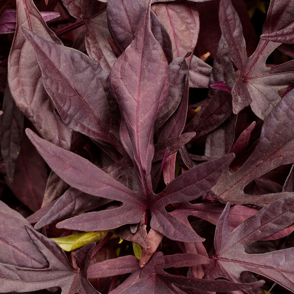A close-up of overlapping Illusion® Penny Lace™ Ornamental Sweet Potato Vine (Ipomoea) leaves, showing their deep purple, star-shaped form with textured surfaces and prominent veins - Photo Courtesy of Proven Winners, Inc.