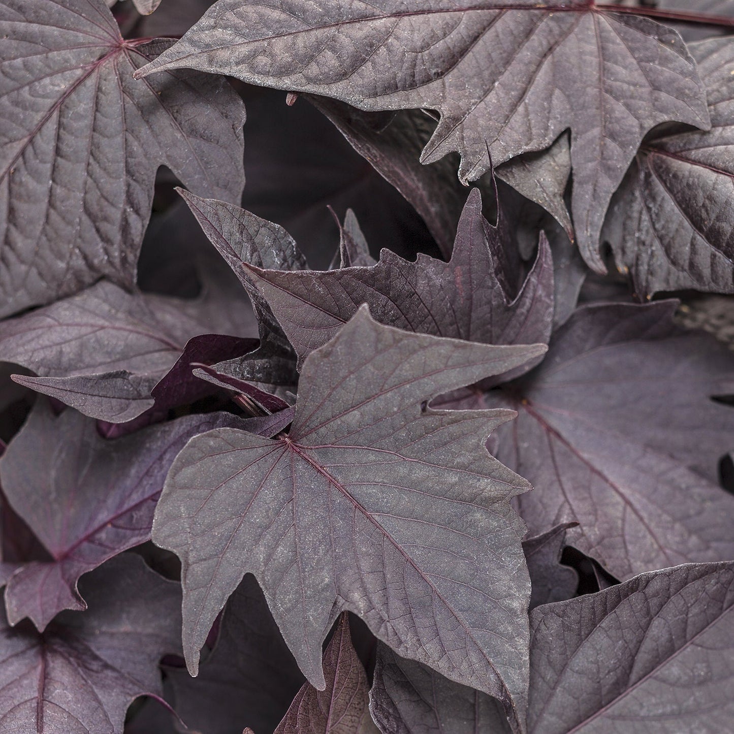 A close-up of overlapping Sweet Caroline Bewitched After Midnight™ Ipomoea leaves, highlighting their pointed, lobed shape and deep purple-black color - Photo Courtesy of Proven Winners, Inc.